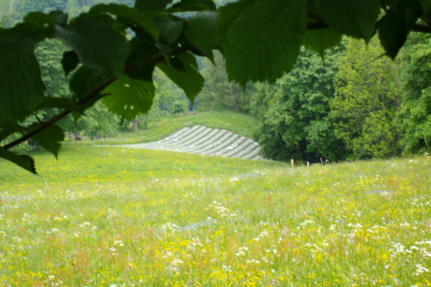 immagine campo di genepì