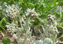 immagine artemisia genipi