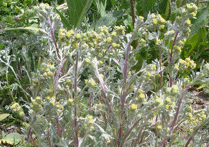 immagine artemisia mutellina